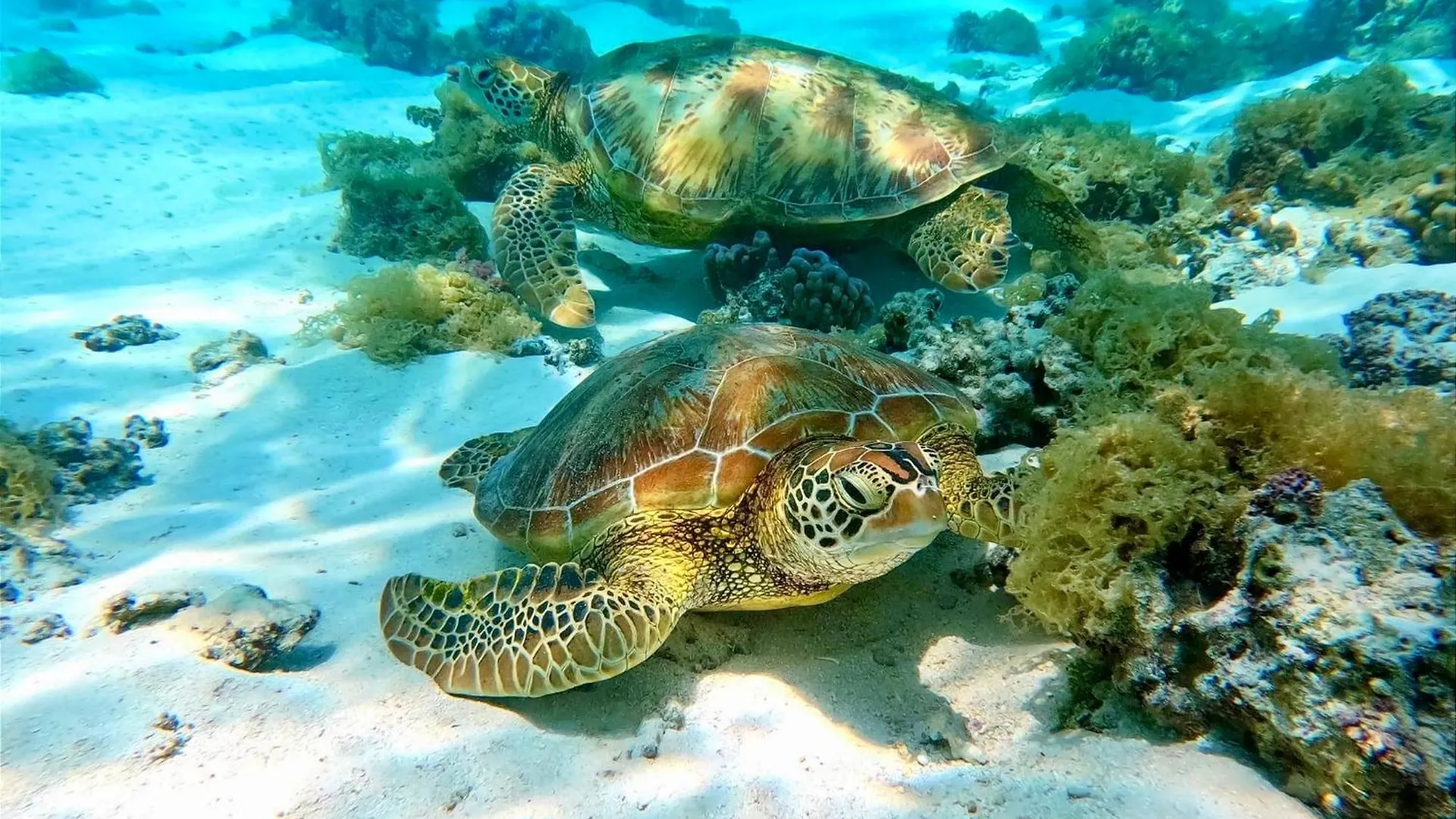 Fare One Island Moorea Haapiti Villa