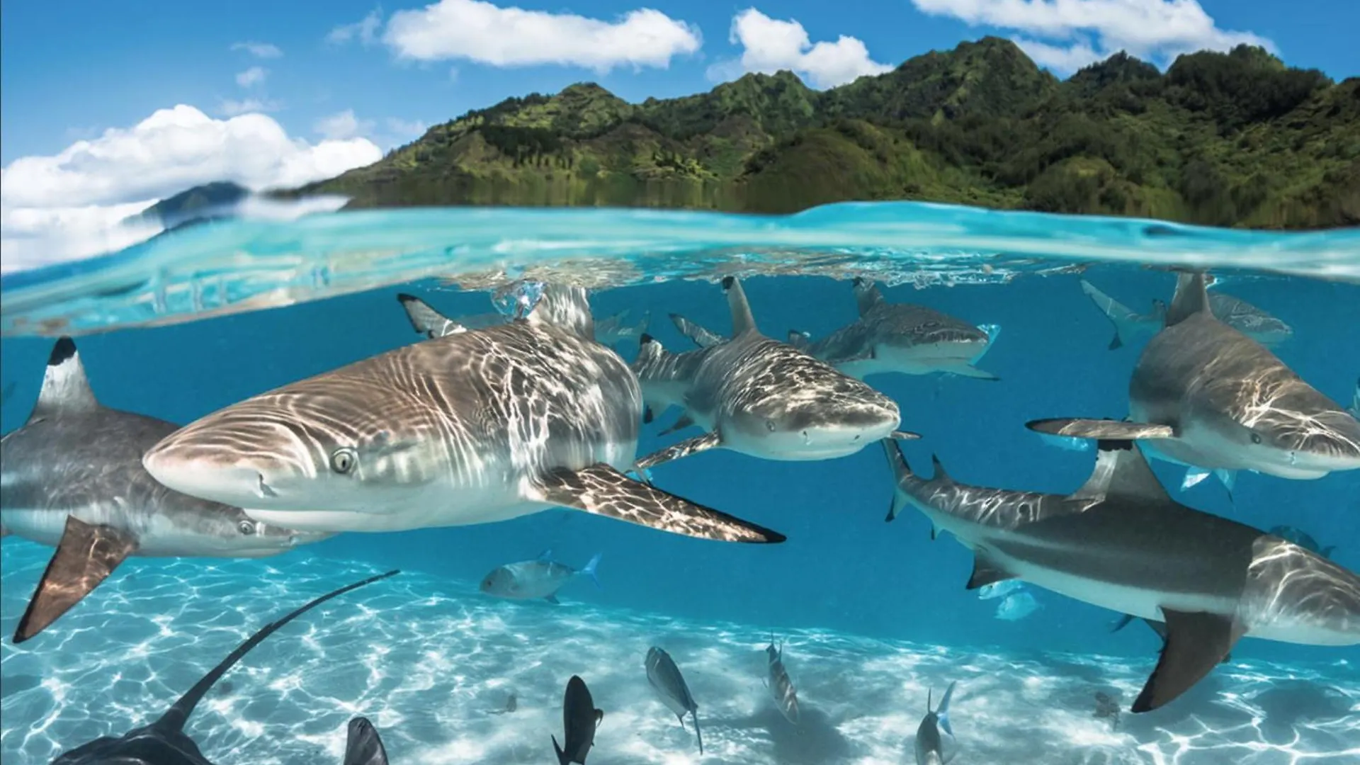 Villa Fare One Island Moorea Haapiti